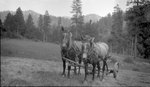 Two Horses, Mower by John Allen Nicholson and Wesley C. Engstrom