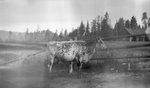 Cow, Fence, House by John Allen Nicholson and Wesley C. Engstrom